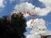 wolnewybory_2014-6